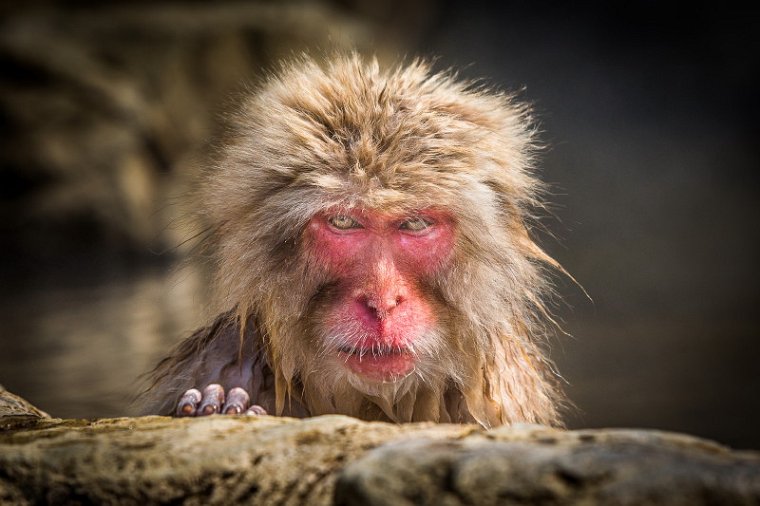 25 Jigokudani Snow Monkey Park.jpg